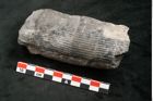Foto (Seitenansicht) von Calamites communis Ettingshausen (NHMW-GEO-2024-0188-10961)